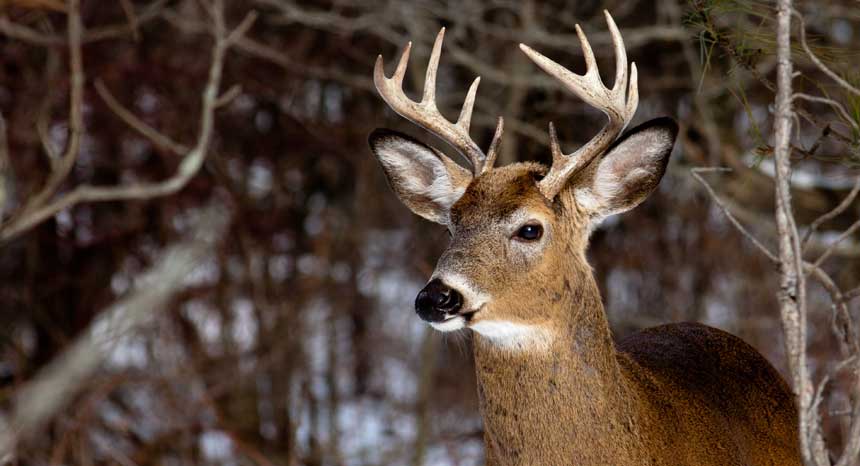 Deer_wildlife_hunting