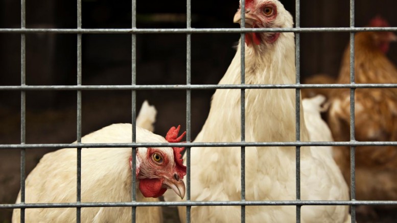 Costco boycotted antibiotic-fed chickens due to consumer demand, why isn’t every food market?